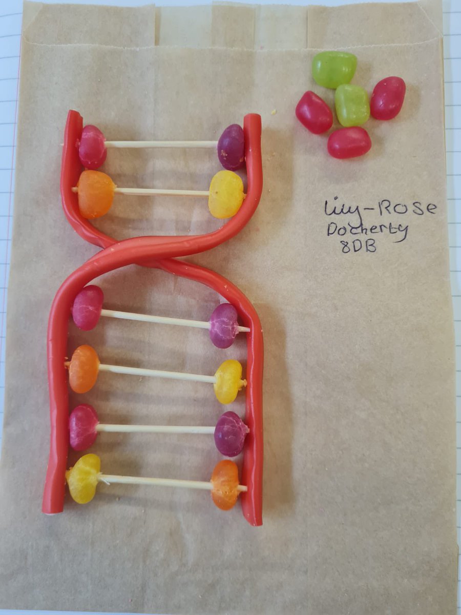 CncsScience's tweet photo. Ms Heyn’s 8DB modelling DNA with sweets, great end to a great term back in school #DNA #KS3Science #modelling https://t.co/erfR01Ufcc