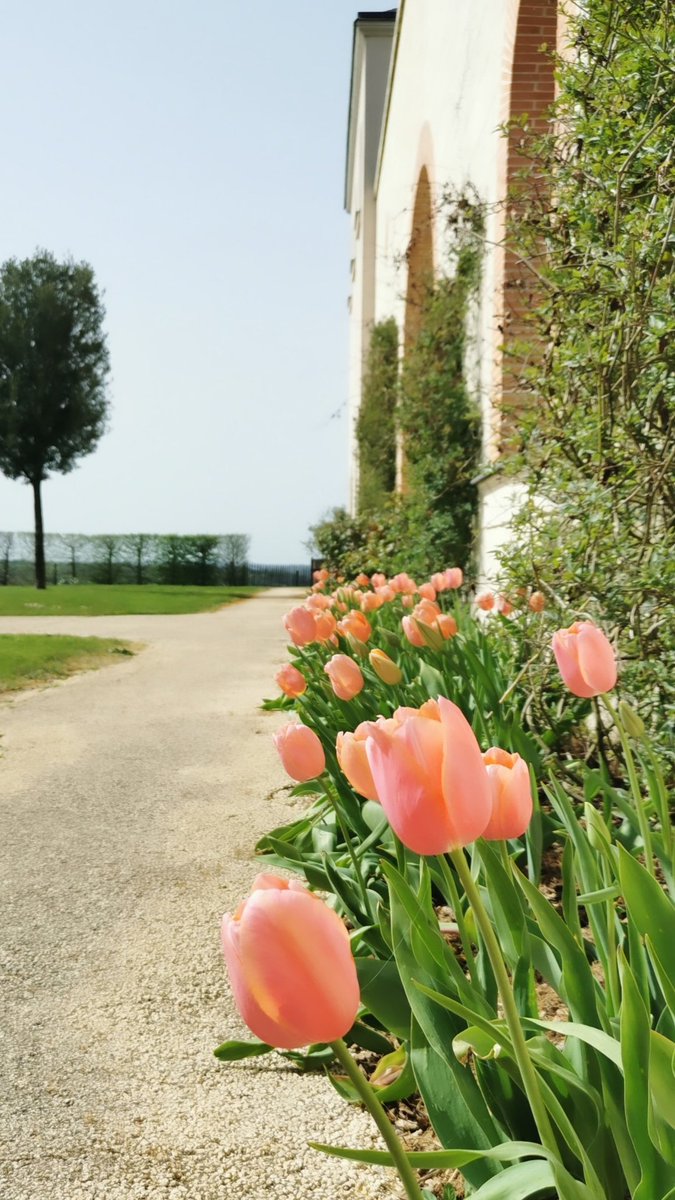 DomaineFL's tweet photo. Pas de poisson d'avril pour nous aujourd'hui, mais de jolies tulipes dans vos TL ! #printemps #spring https://t.co/UwdZVbd9I3