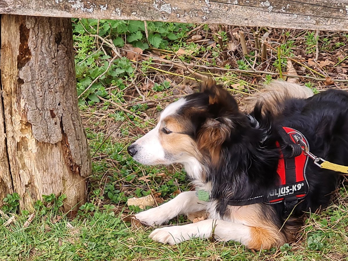 CandyBench's tweet image. Out under a different bench @NTStowe