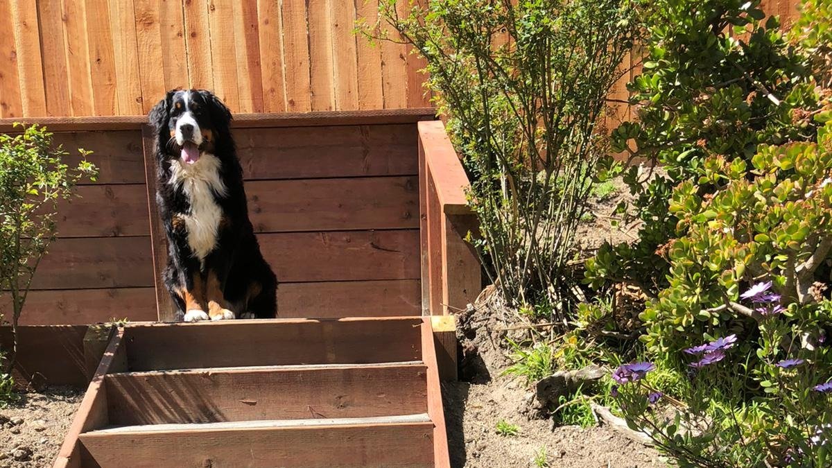 WorldCarePet's tweet photo. Sweet girl Brownie is a Bernese Mountain Dog who loves Nyla bones, rolling in the grass, and exploring the world! 🌎
After Brownie flew from Zurich to San Francisco, her last leg of the journey is a road trip to Oregon to reunite with her family. 🚗
You're nearly home! ☺️ https://t.co/TXLoTR0RTB
