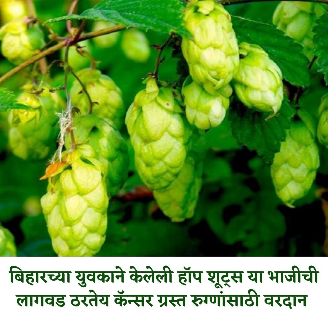 thetrapnews's tweet photo. ११ व्या शतकात बियर मध्ये फ्लेवर येण्यासाठी वापरण्यात येणारी वनस्पती भाजी म्हणून वापरली जातेय. ह्यूमोलोन्स आणि ल्यूपोलोन्स या अॅसिडी गुणधर्मामुळे येणाऱ्या काळात याची मागणी वाढणार आहे.
#Bihar
#hopshoot https://t.co/81I8n8o7j6