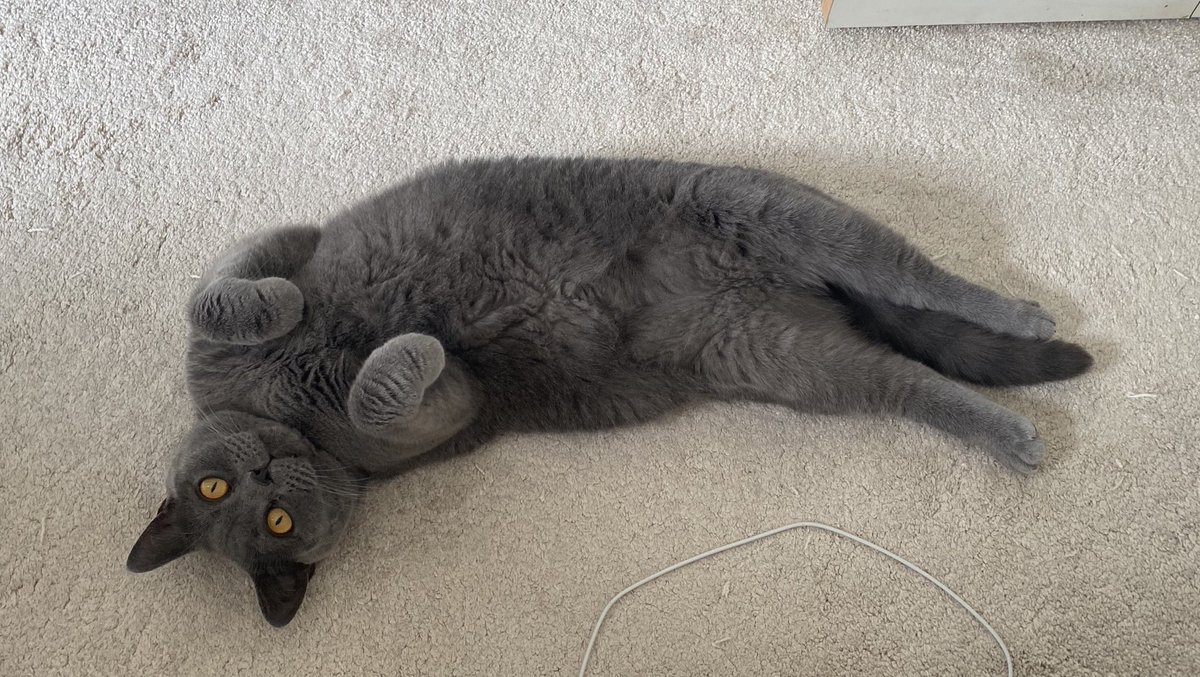 Cats life! #britishshorthair #CatsOfTwitter #lazycat #catsofinstagram