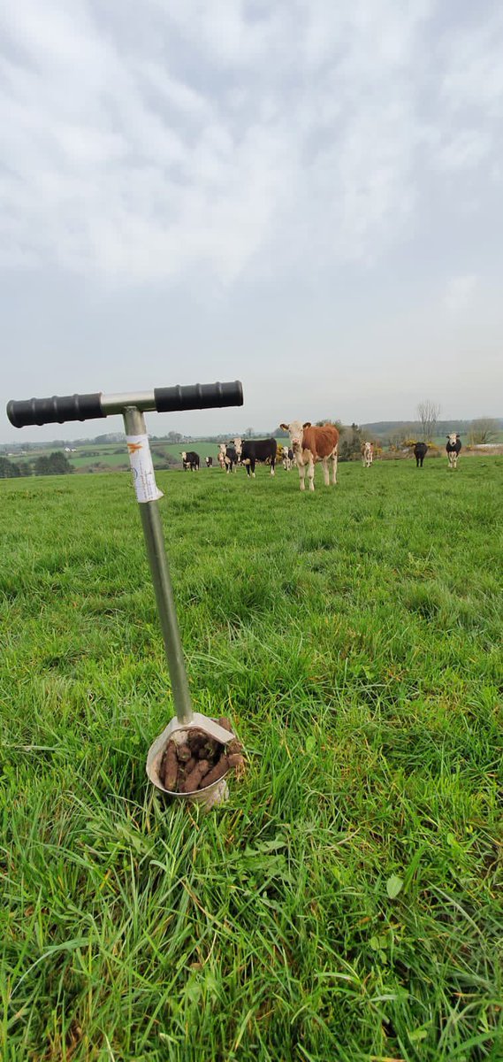 Soil sampling grassland today to be reseeded. 📷 - Laura O Connell