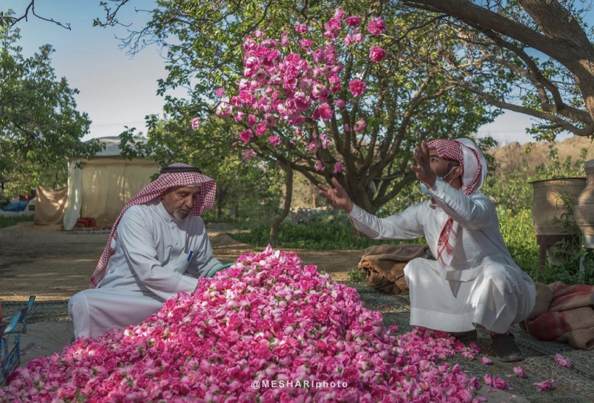 reemmohaabdul's tweet photo. Taif roses • Saudi Arabia https://t.co/8n4ipxuPDK