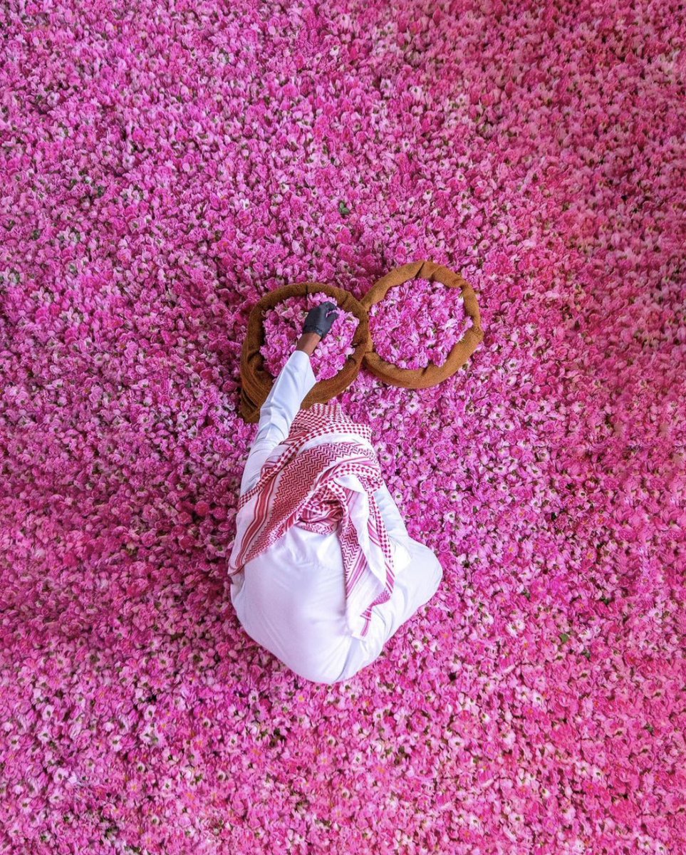 reemmohaabdul's tweet photo. Taif roses • Saudi Arabia https://t.co/8n4ipxuPDK