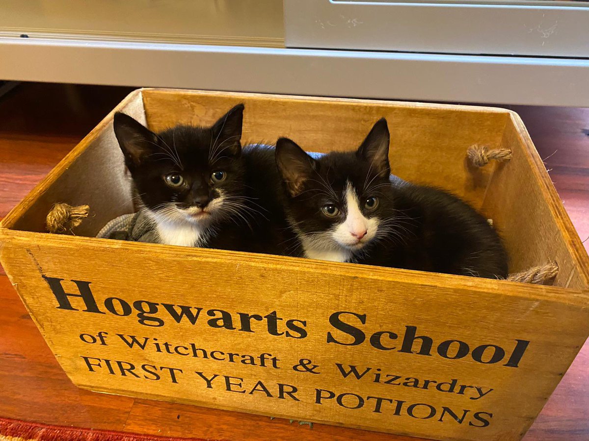 It’s all fun and games until the whole household requires deworming 😫😫😫