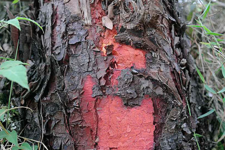 212Cabral's tweet photo. I just had a drink with some of the other crewmates on the ship 🍻
I just found out that the new trees that our ships are currently made out of have a unique red color from the inside
why wasn't I informed about this on the island? 🤨 https://t.co/H58x07RzXD