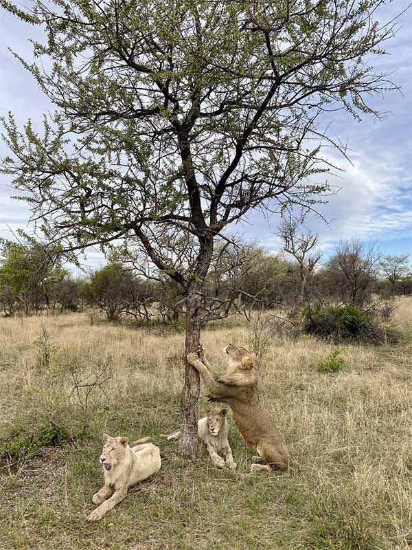 UkutulaUCC's tweet photo. Best Lion Viewing in SA - https://t.co/ttY5vE9qPB https://t.co/MGUKGFza0I