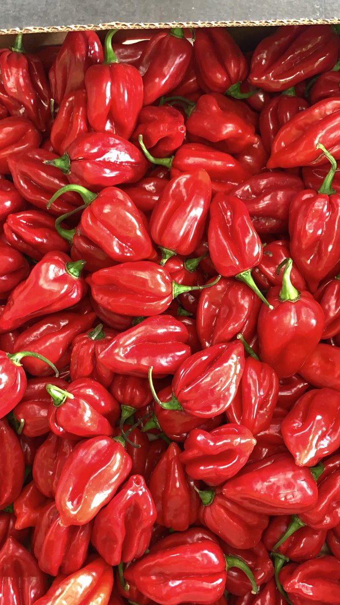 NaturaFirst's tweet photo. Green ✅Chillies, Jalapeños🟢, Padron Peppers and Red Habanero 🌶️are now with us! Give us a call 📞and don´t miss this fantastic🤩 opportunity! #NicolasGarden #Chillicious https://t.co/eMs9344pVc