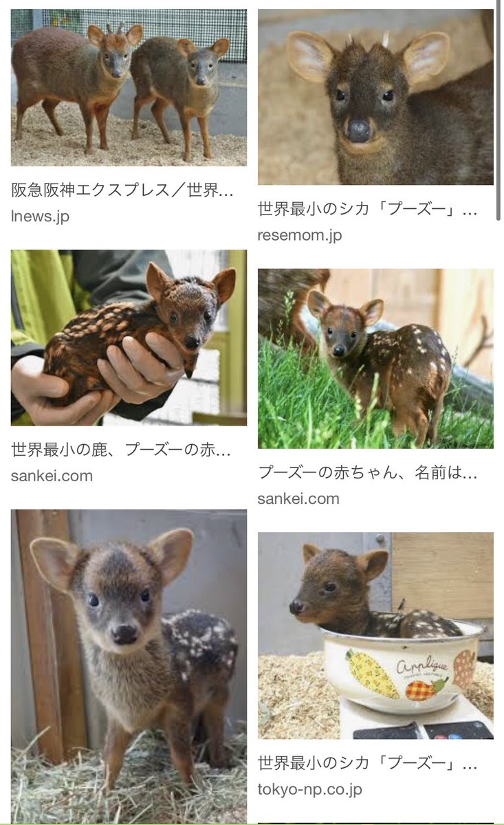 らむだ ちっこくてかわちぃ鹿じゃんねー プーズーっていう世界最小の鹿可愛くね え しかしかかたん ちな 現生で最大の鹿 ヘラジカ ヘラジカってなんかイントネーションイマジカみたいだわね らむだ ちっこくてかわちぃ鹿じゃんねー プーズーっていう世界最小の鹿可愛くね え しかしかかたん ちな 現生で最大の鹿 ヘラジカ ヘラジカってなんかイントネーションイマジカみたいだわね