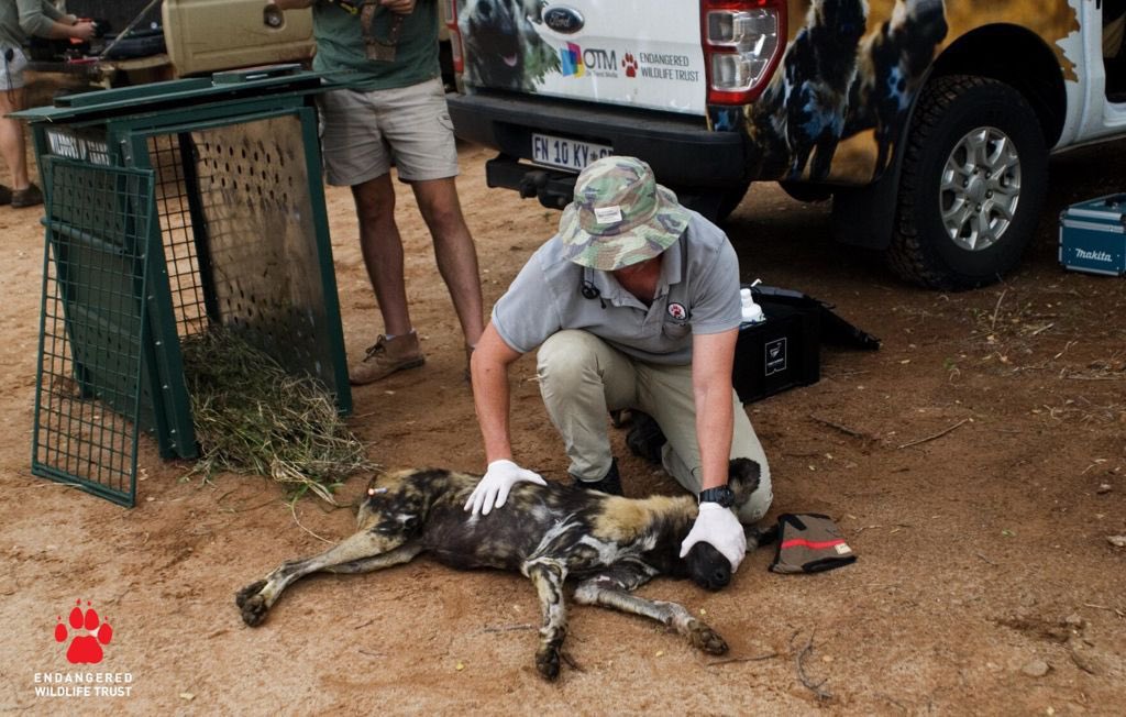 DavidMillerSA12's tweet photo. In Africa, there are roughly 6600 Wild Dogs left, making them Africa’s 2nd most Endangered carnivore. Wild Dogs only inhabit 14 of 39 countries where they historically occurred, having lost 93% of their range due to habitat loss. #Protectingforevertogether #EWTAmbassador #TheEWT https://t.co/SlWGYOnMnU