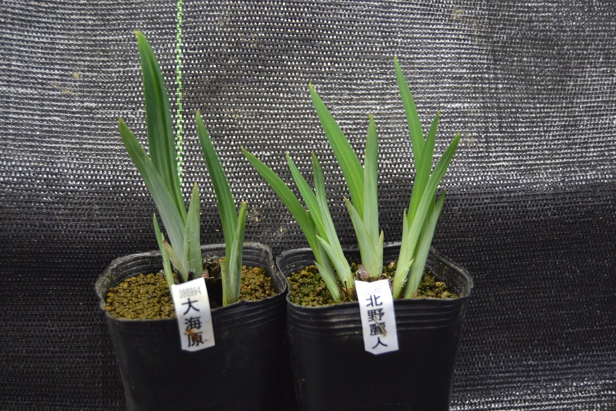 水草 植物 チャーム公式 商品紹介 ビオトープ 新芽が鮮やかな花菖蒲 新商品も入荷中です この機会に花菖蒲でビオトープ始めてみませんか T Co Gtdsokhlhc