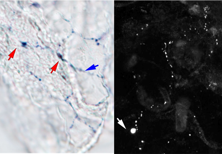 SachkovaMaria's tweet photo. Check out our new preprint! We characterised neuropeptides of the ctenophore Mnemiopsis in the nerve net and aboral organ! The neuropeptides are so awesome that they revealed the main cteno secret - molecular identity of neurons!
It was a huge team effort💪 https://t.co/z1103XjR9B