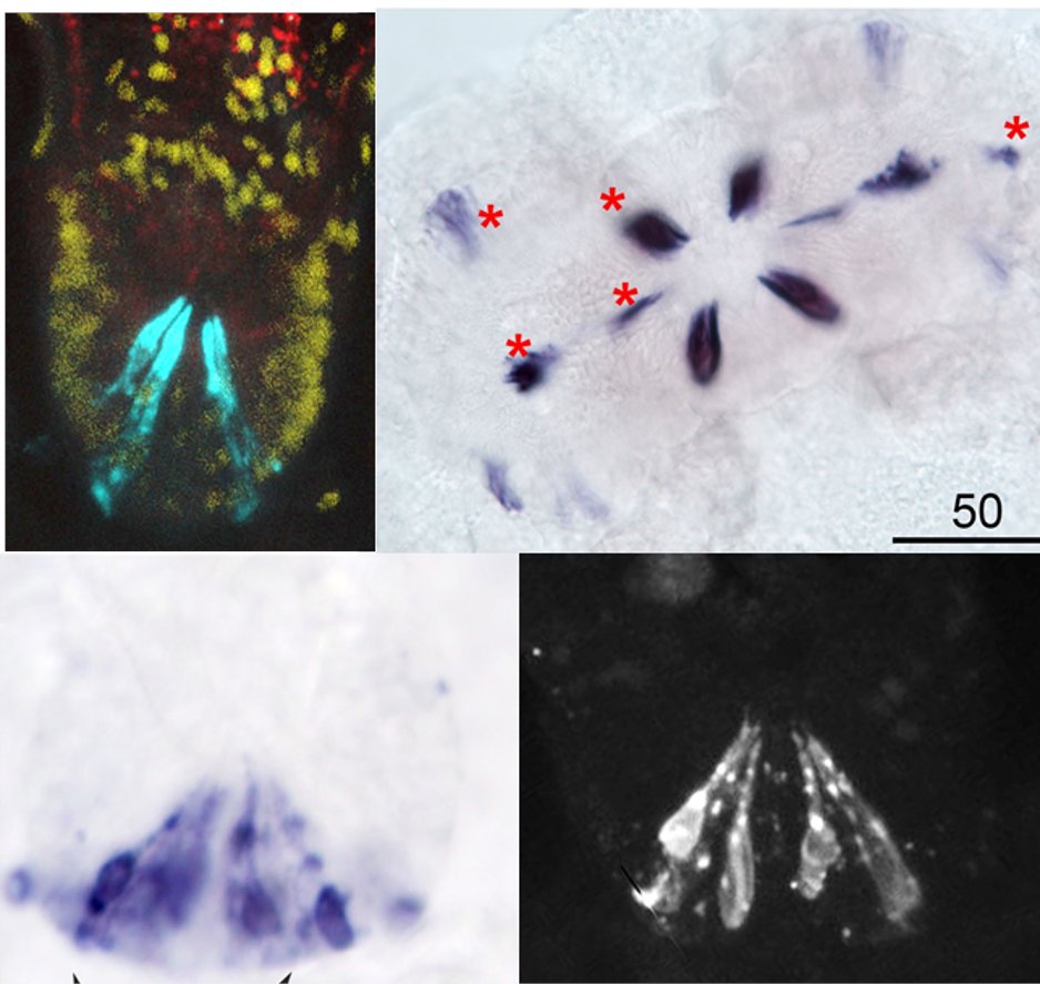 SachkovaMaria's tweet photo. Check out our new preprint! We characterised neuropeptides of the ctenophore Mnemiopsis in the nerve net and aboral organ! The neuropeptides are so awesome that they revealed the main cteno secret - molecular identity of neurons!
It was a huge team effort💪 https://t.co/z1103XjR9B