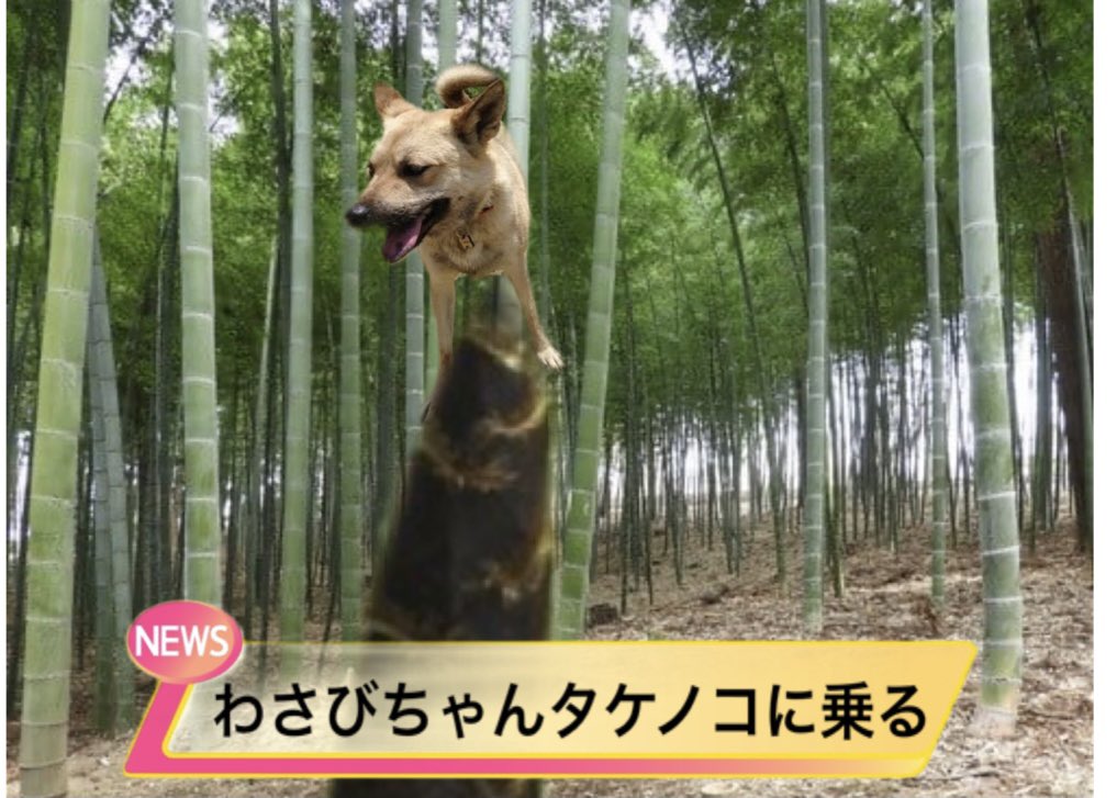 ながまふ 大阪府富田林市にある 保護犬シェルター リハビリトレーニングセンターでリハビリ犬として活躍している わさび ちゃん 施設に生えてるたけのこに乗った模様です ひとしきりたけのこに乗って遊んだ後は わさび醤油で食べるのが乙だワン と ながまふ 大阪府富田林市にある 保護犬シェルター リハビリトレーニングセンターでリハビリ犬として活躍している わさび ちゃん 施設に生えてるたけのこに乗った模様です ひとしきりたけのこに乗って遊んだ後は わさび醤油で食べるのが乙だワン と