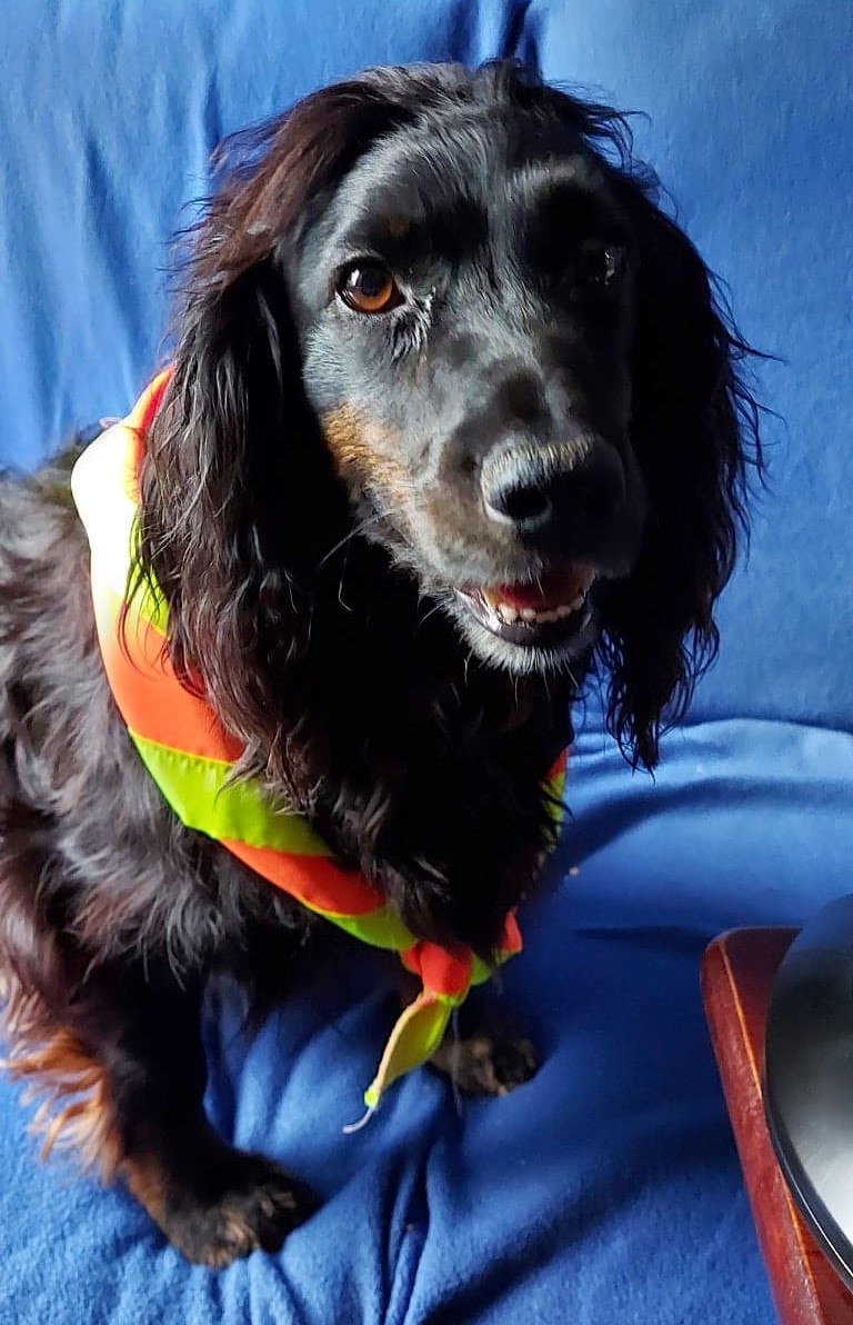 RainbowDave's tweet photo. @UKScouting Where can I get Dash signed up? https://t.co/ggBcVgh2Zi