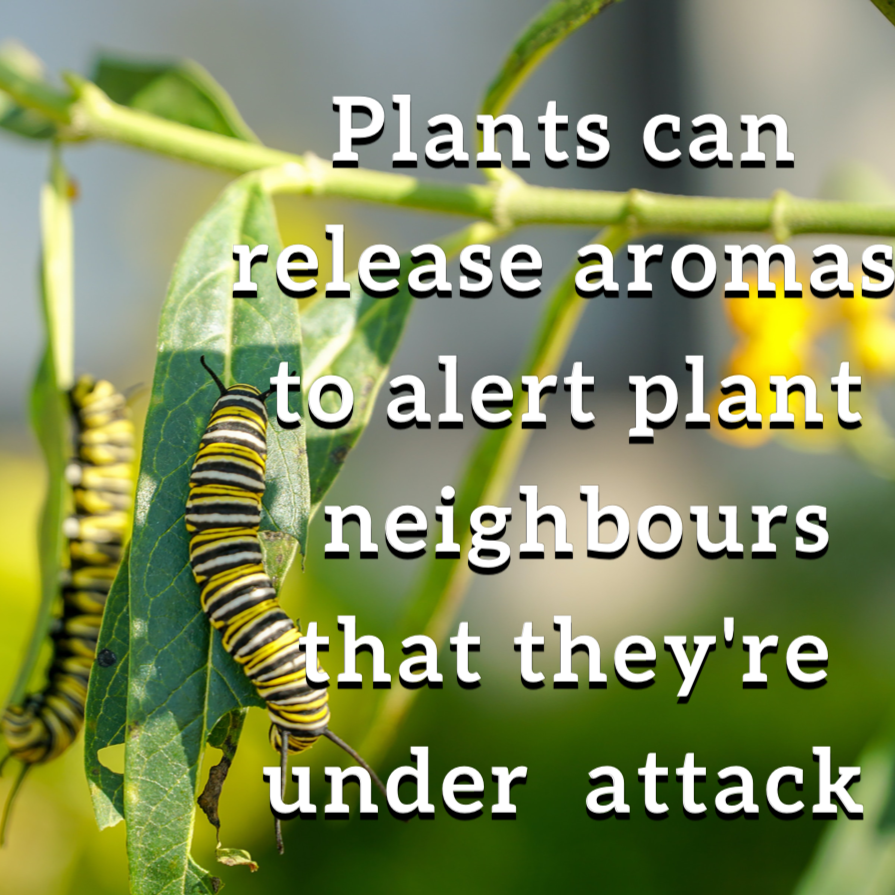 BitesSci's tweet photo. Did you know... Plants can release aromas to alert plant neighbours that they're under attack  #funfacts #knowledgeispower #neversaynever #weirdfacts #whynature #fact #funnyfacts #catapillar #plants #nature #flowers #plantsofinstagram #garden #plantsmakepeoplehappy #gardening https://t.co/cu9C6LdXOj