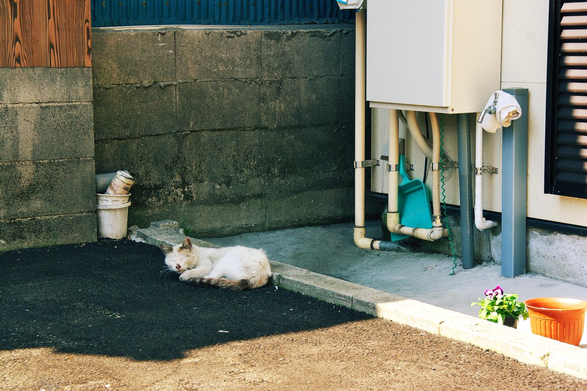 seed_bees's tweet photo. 2005/03/21 14:08:22-59
この時期になると、日向より
日陰の方が寝心地いい?
眩しくないというのもあるか。
もたれかかれるのか?という
位の微妙な段差にお尻くっつ
けてる。
#猫 #猫写真 #猫好きさんと繋がりたい #cat_a https://t.co/v2FaqqL0nP