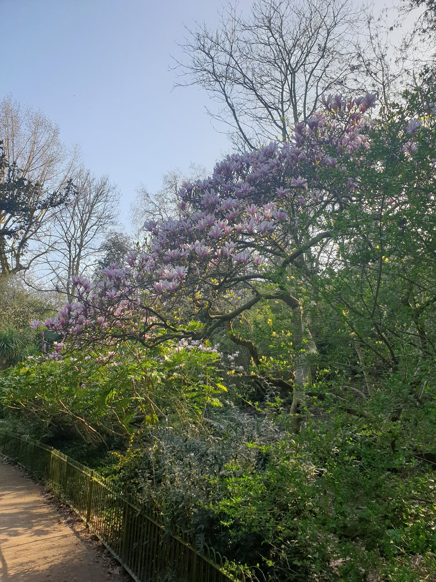 Matt_TWS's tweet photo. A brisk morning walk in Battersea Park and nothing better thsn seeing this lovely magnolia in full flower.
#100daysofwalking
#forrestbathing #NaturePhotography https://t.co/fn7ekMXEdK