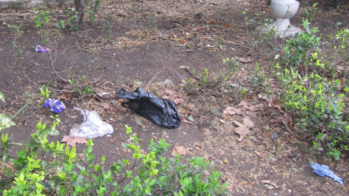 Birdlife of St George's tweet media