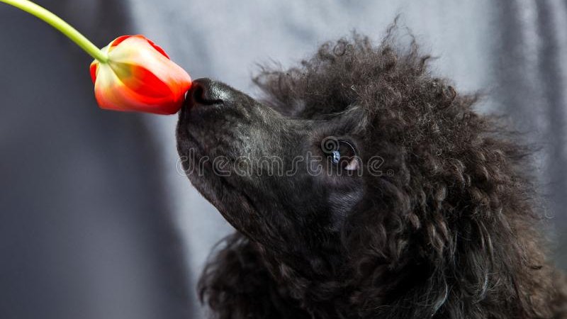 Schastye_Zhite's tweet image. Happy Birthday! 🎈🐾😍