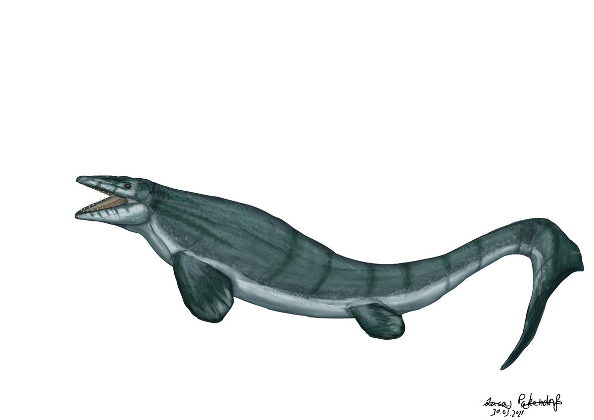 gerardwayswig's tweet photo. Finished platecarpus illustration for #MosasaurWeek #mosasaurmarch #mosasaurmadness I forgot to upload it yesterday whoops https://t.co/es5Y2gTIxu