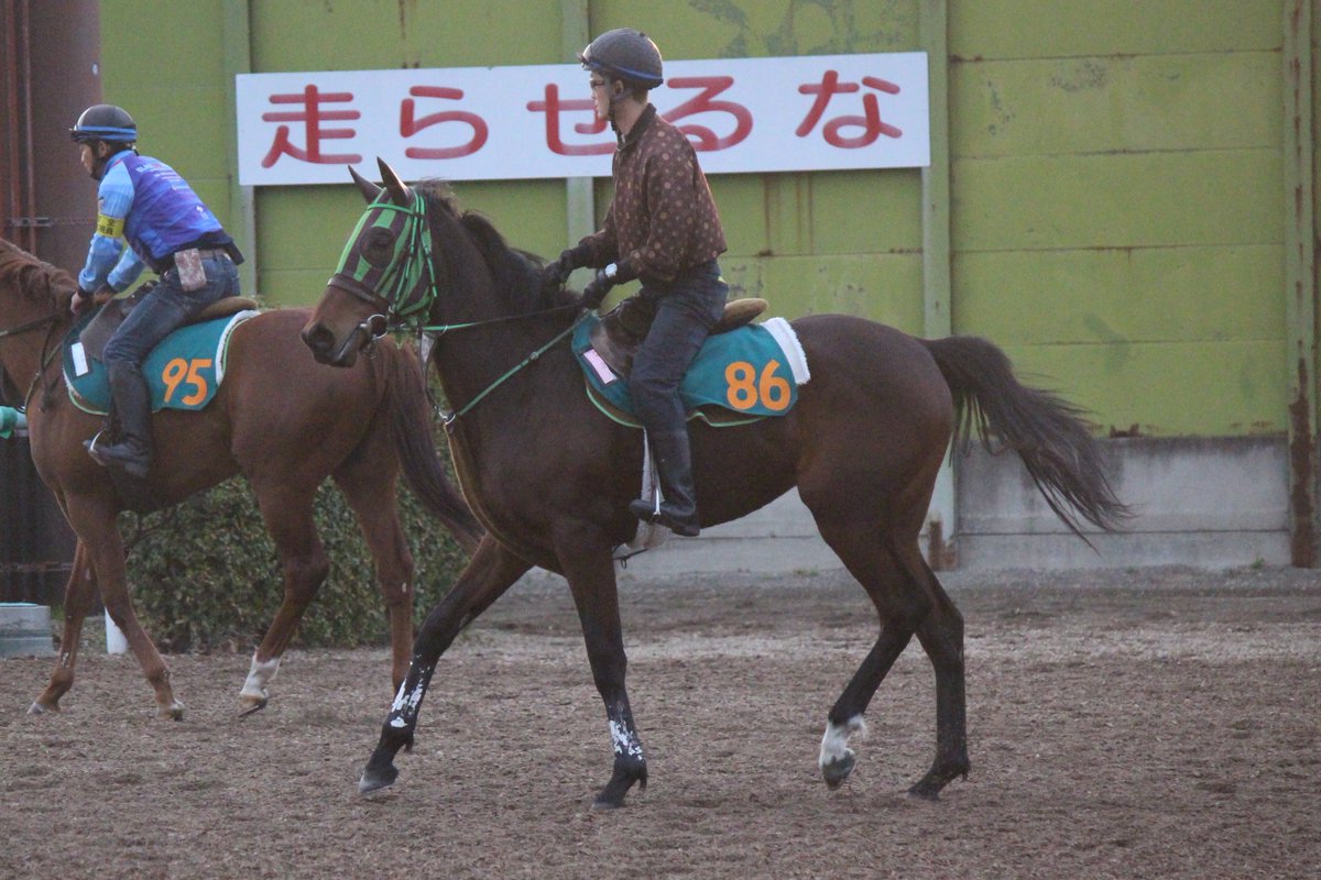 極ウマpog捜査官 ニッカン全力2歳馬追跡 على تويتر 今朝の美浦トレセン 坂路下 の馬場を歩くサンドレス 牝 大竹 父ハービンジャー 母ツルマルワンピース です 美浦捜査官 t サンドレス 全兄ブラストワンピース 全力2歳馬追跡 極ウマpog捜査官 ニッカン全力2歳馬追跡 على تويتر 今朝の美浦トレセン 坂路下 の馬場を歩くサンドレス 牝 大竹 父ハービンジャー 母ツルマルワンピース です 美浦捜査官 t サンドレス 全兄ブラストワンピース 全力2歳馬追跡