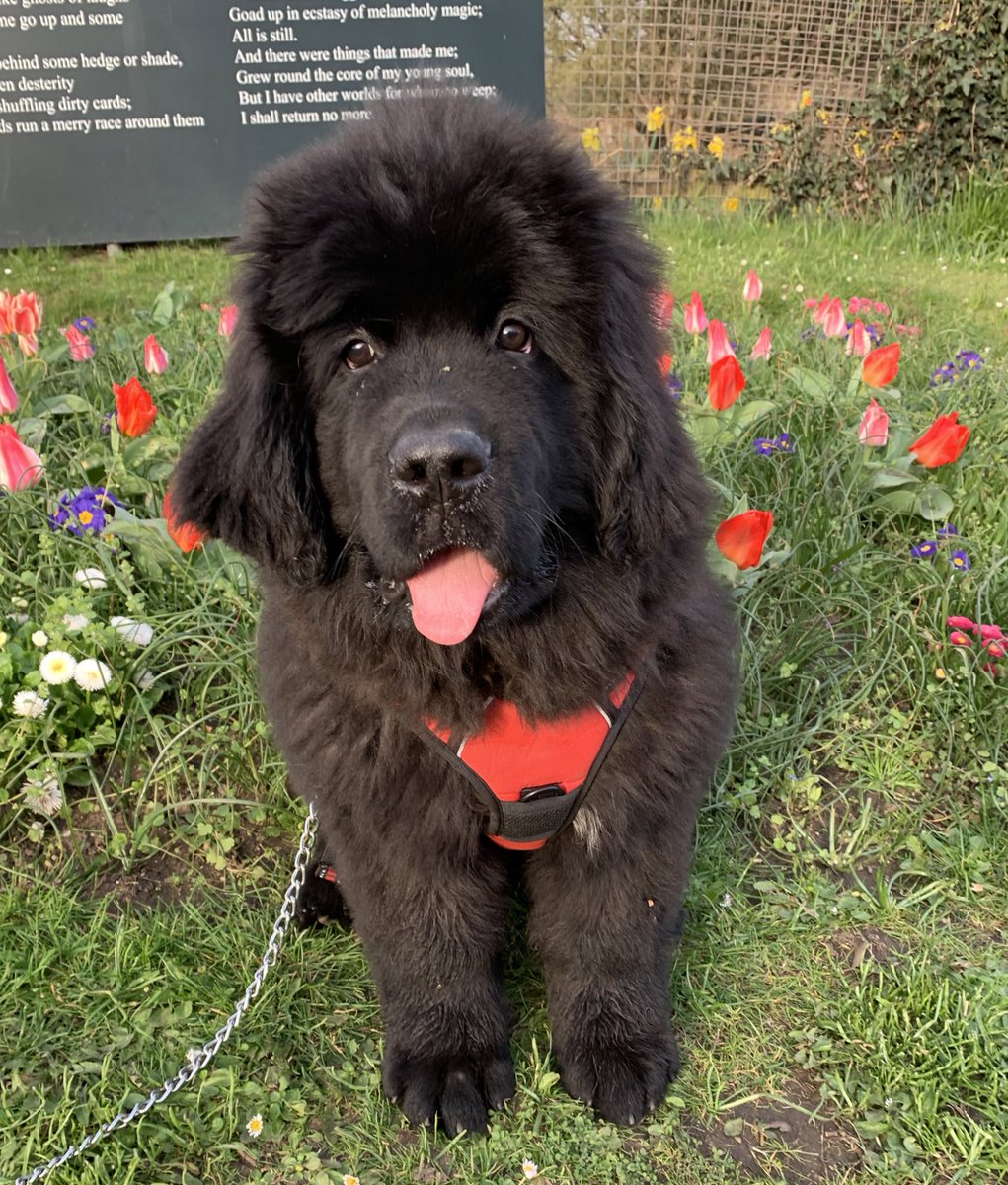 George___Looney's tweet photo. No flowers were harmed in the making of this photo #newf #pup https://t.co/ZSZfmNbS7b