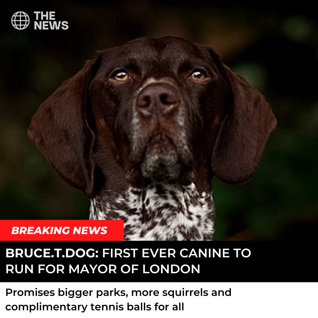 ModuleStudioLdn's tweet image. We couldn't be more proud of you, Bruce. 😍
#dogmayor #designagencylondon #designstudiouk #graphicdesign #digitalmarketing #aprilfoolsday #aprilfools2021 #april1st