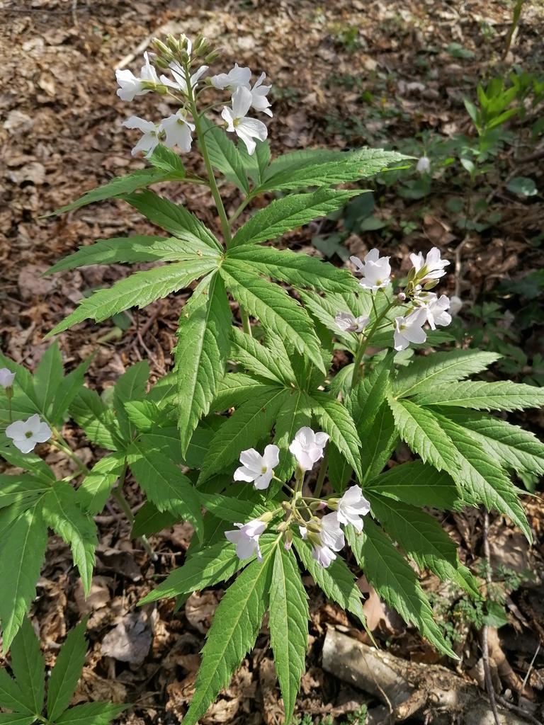EnricToms2's tweet photo. La primavera arriba a la riera https://t.co/a2rOcwaspN