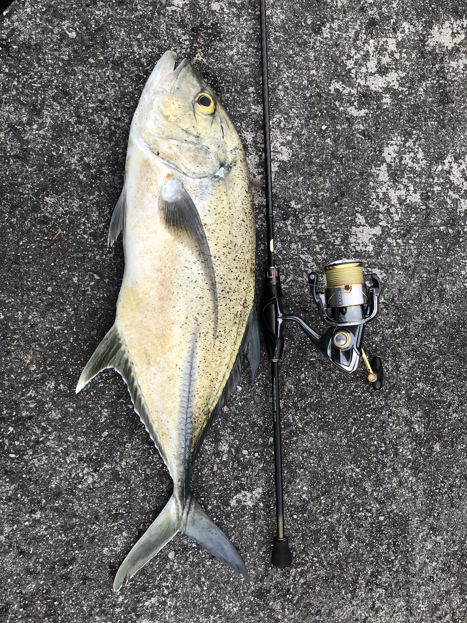 Bait Ball Y Y アジングタックルでやらかしました Pe0 6号 リーダー3号で60upのオニヒラ獲りました 何回も切られそうになって スリリングなファイトで手震えたわ 笑 オニヒラさんありがとう ソアレss ステラ アジング 沖縄釣り T