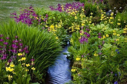 The same applies to the moisture-loving primulas, but one could go on endlessly thinking of plants for the margin; the difficulty is one of selection, for the choice is varied and wide. 
theguardian.com/lifeandstyle/2…