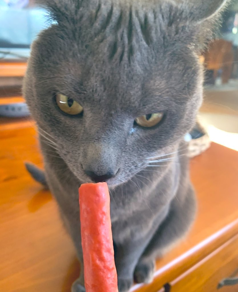 Salami snackies! ... 😻♥️
#cats #catsoftwitter
