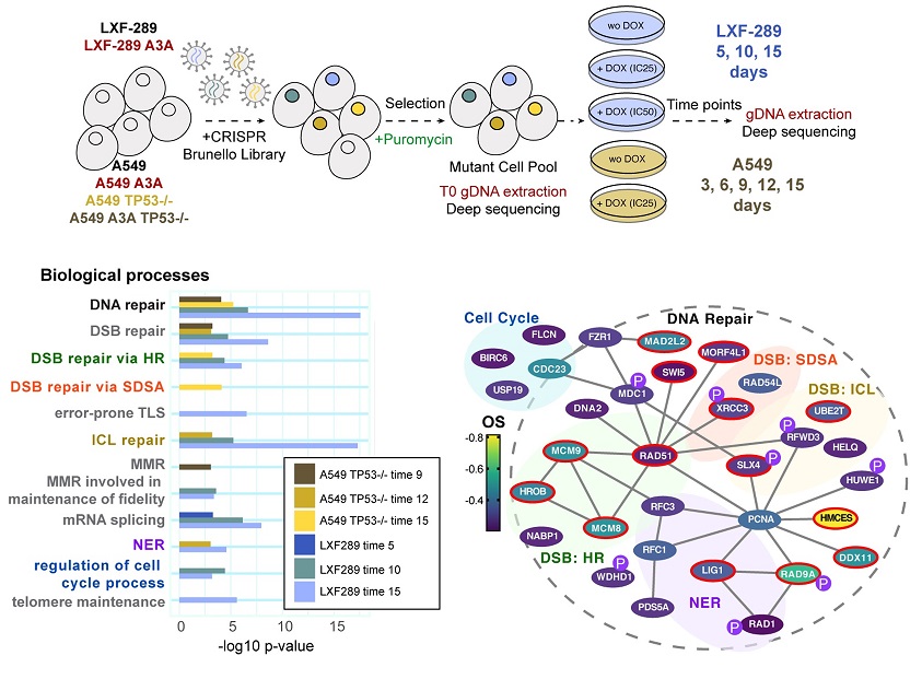 PLOS Biology tweet media
