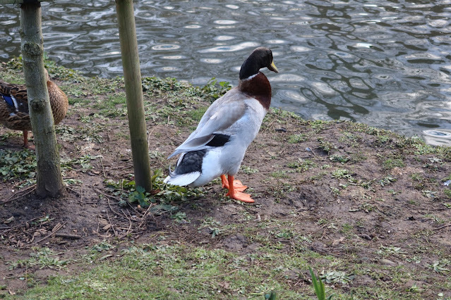 duckoftheday's tweet photo. 1 Apr 2021 https://t.co/c9rgr9Ypho