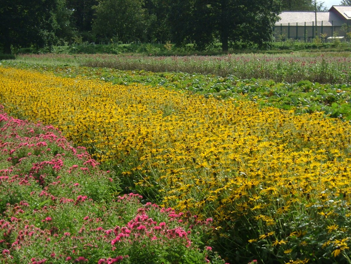 The Extension of Authorisation for Minor Uses (EAMU) programme helps British growers with their crop protection needs by obtaining approvals for a range of speciality crops. Visit our EAMU pages for the latest: ow.ly/ZUji50DO36O
#growers #cropprotection #horticulture #EAMU