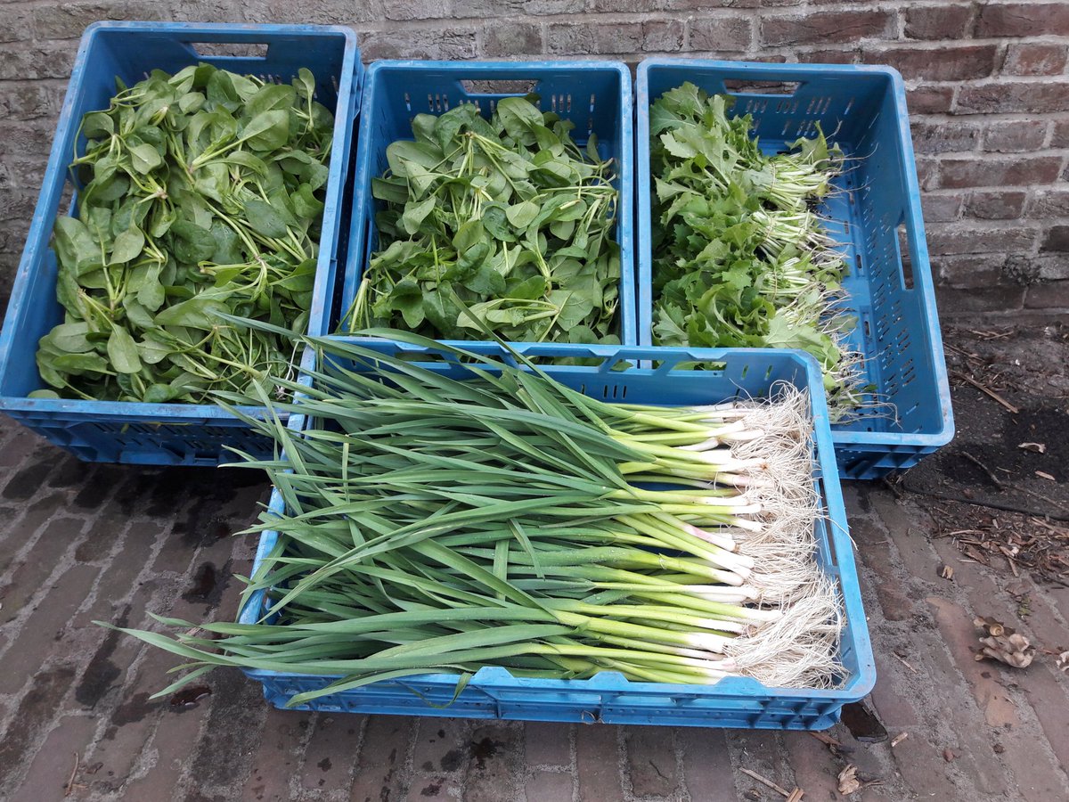 Victor van restaurant Heron in Utrecht heeft net de vers geoogste raapstelen, spinazie en jonge knoflookjes opgehaald voor het weekend afhaalmenu. Dat wordt smullen! #biologisch #groenten #Maartensdijk #raapstelen #restaurant