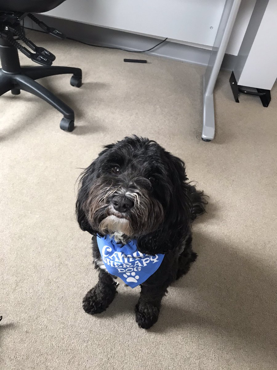 Kerry_JasperAAT's tweet photo. CCETTS therapy dog Jasper is at Johnson’s Community Hospital, providing therapy today for YPs and staff. @LPFTNHS @sws_lpft https://t.co/Sm7FJr2Tld