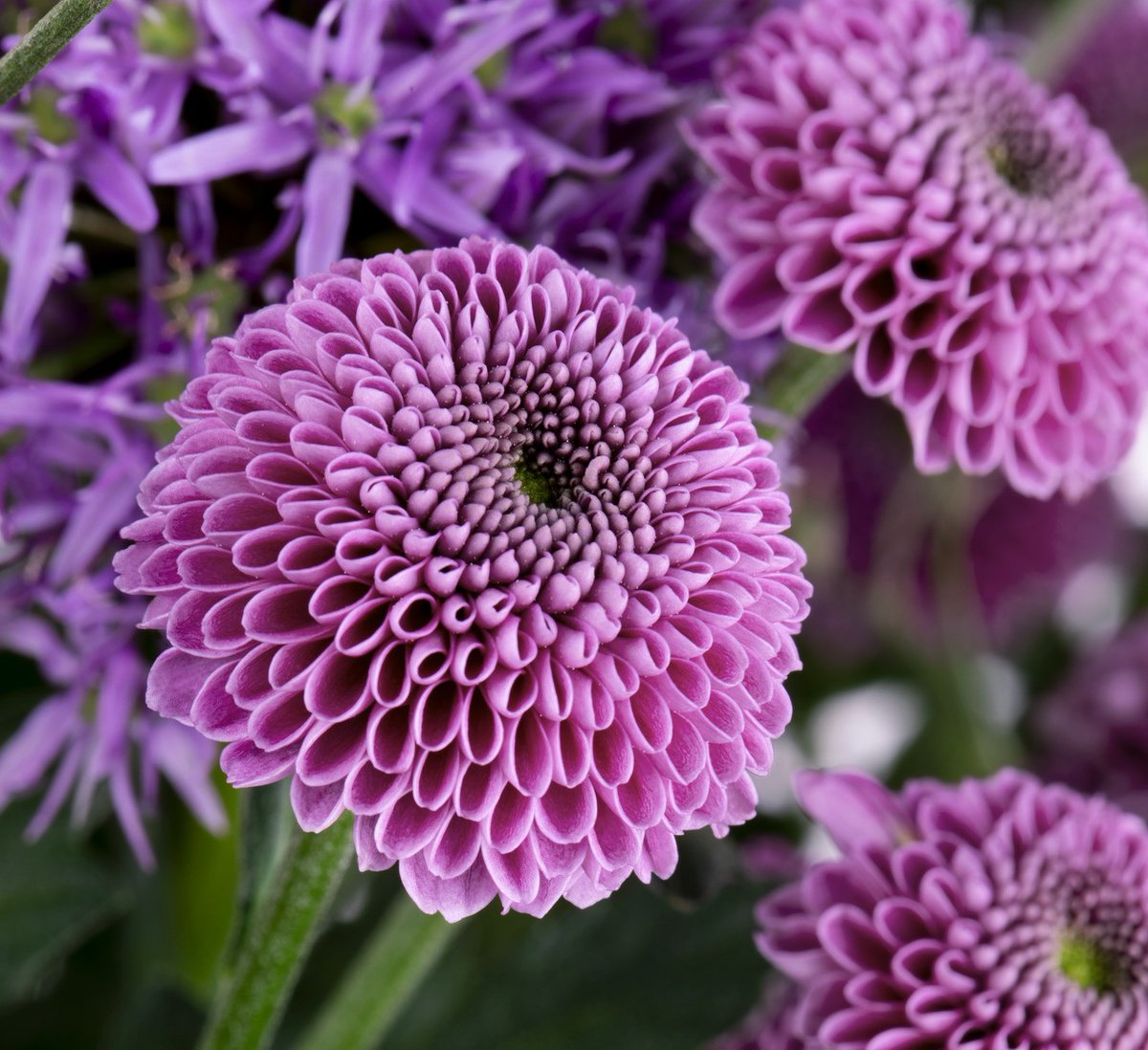 Deliflor's tweet photo. Volgende week 2 mooie nieuwkomers van @Deliflor in chrysantenland! Santini Larky en troschrysant Abbey Cream, op de markt gebracht door @zentoo_nl Hiermee krijg je toch zin in de lente!
#chrysanten #noviteiten #deliflor #zentoo #chrysant https://t.co/2K1XtgerZv