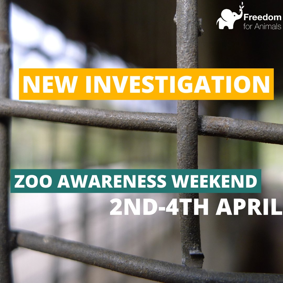 Our #ZooAwarenessWeekend starts tomorrow! 🐘

We will be launching a new undercover investigation, so stay tuned!

#EndCaptivity #FreeAnimals #EmptyTheCages #AnimalRights