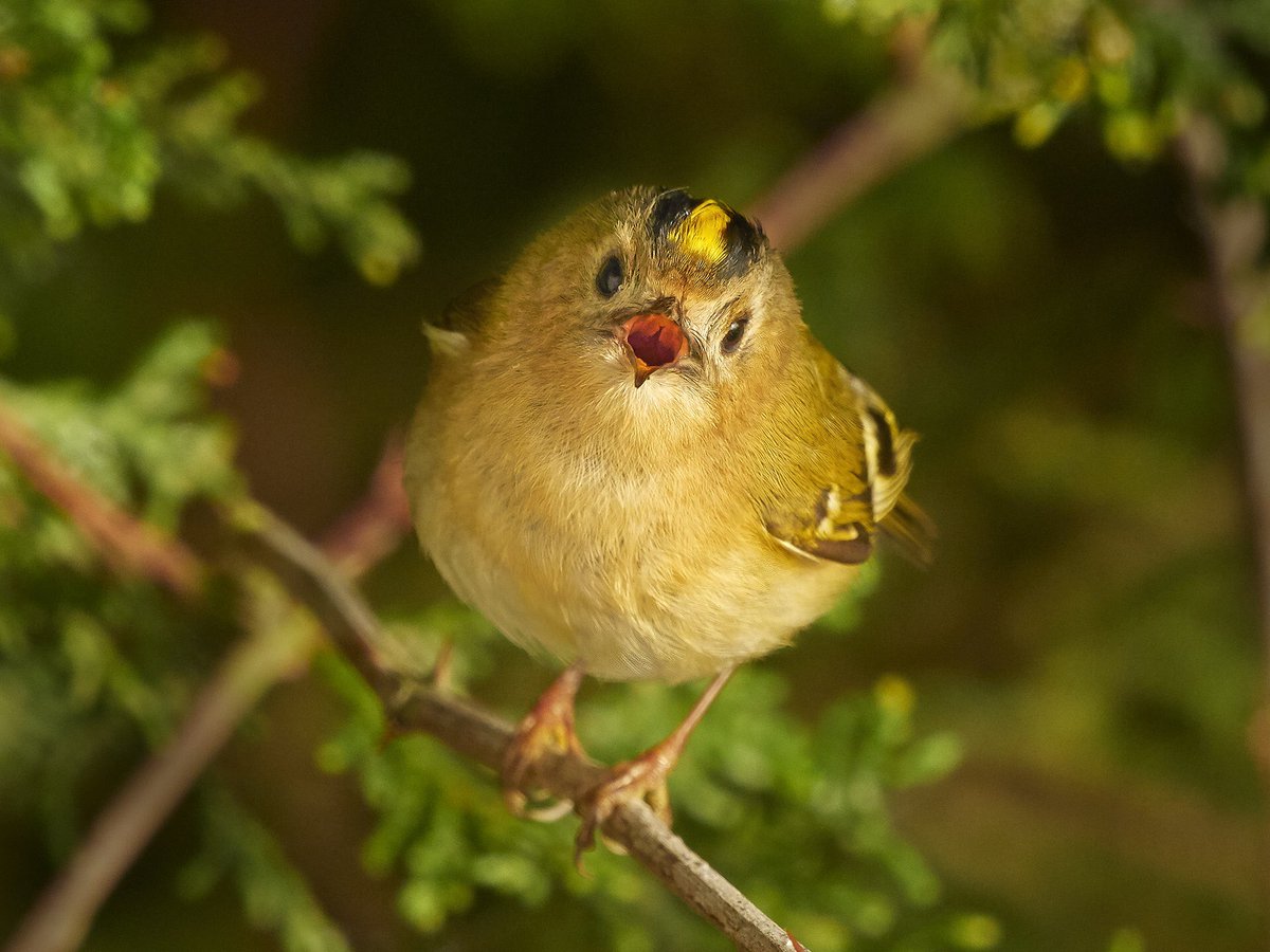 wildmanrouse's tweet photo. I know it’s not perfect and that’s the point. It’s the first time I have photographed a Goldcrest singing. I will get better shots but I think it’s important to see a journey with your photography. Taken in my garden a days ago with @OlympusUK EM1X @ChrisGPackham @Natures_Voice https://t.co/vvBCpy9gpN