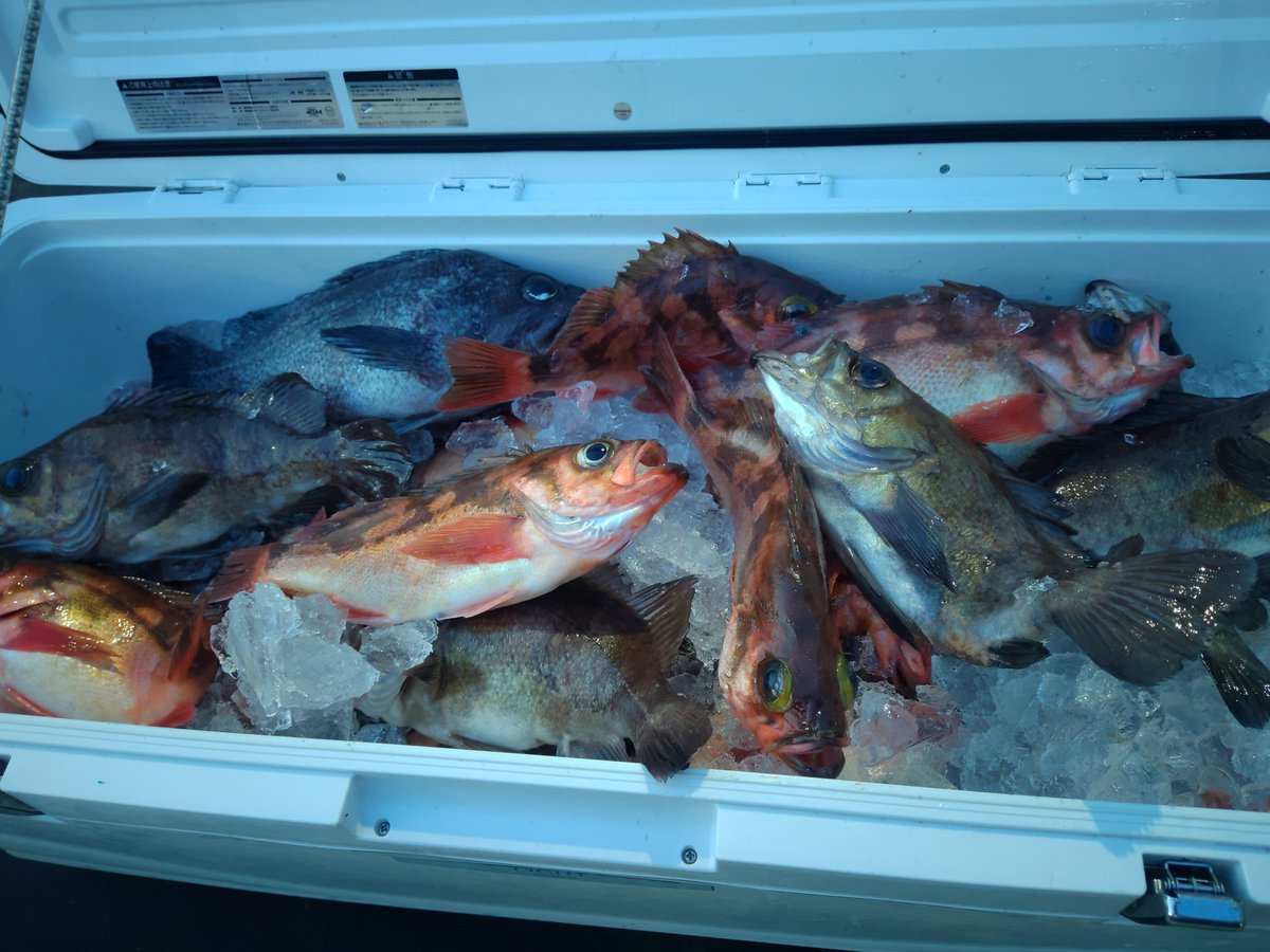 みやもと 知り合いの釣キチじーさんが アホみたいに釣ってきた こんなにどーすんだよ 笑 メバル めばる 鮴 塩焼き メバルって魚へんに休むって書くんか