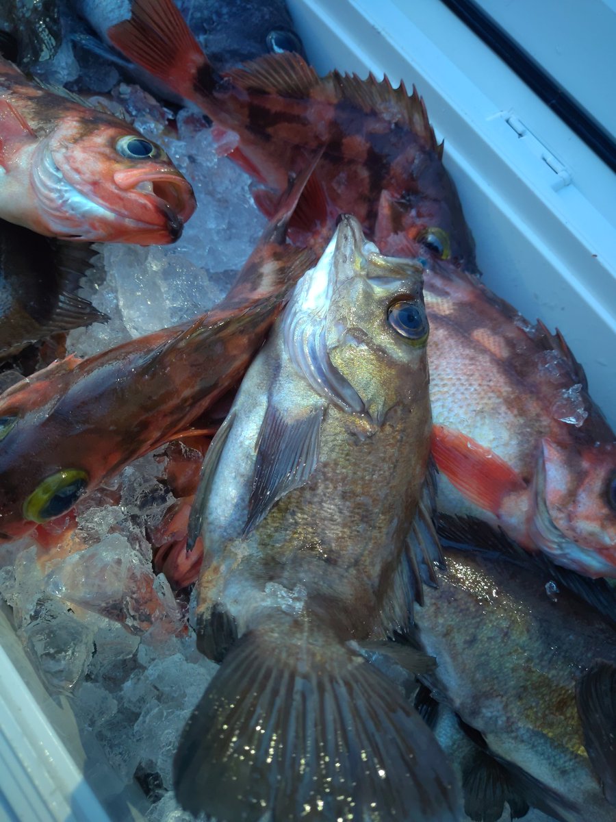 みやもと 知り合いの釣キチじーさんが アホみたいに釣ってきた こんなにどーすんだよ 笑 メバル めばる 鮴 塩焼き メバルって魚へんに休むって書くんか