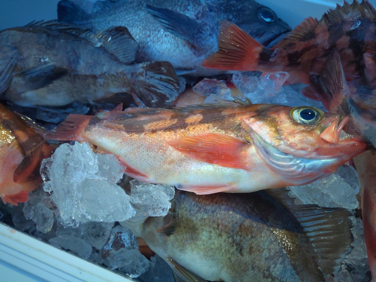 みやもと 知り合いの釣キチじーさんが アホみたいに釣ってきた こんなにどーすんだよ 笑 メバル めばる 鮴 塩焼き メバルって魚へんに休むって書くんか
