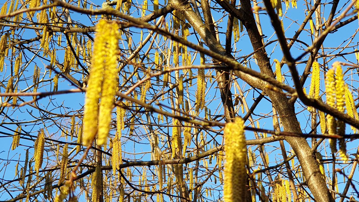 Swiss TPH tweet media