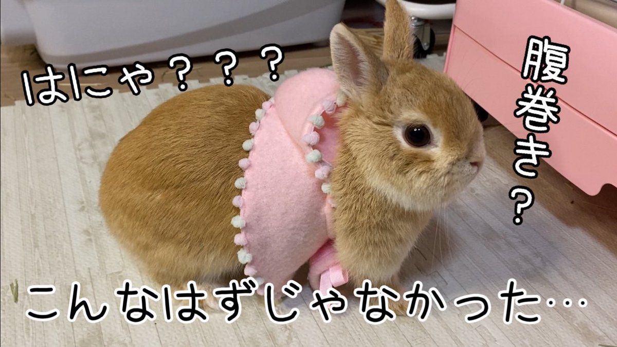 ryo0413suke's tweet photo. ポンチョのはずだったのに、、、うさぎに着せたら腹巻になっちゃった！？ https://t.co/TQYXg5XlDg @YouTubeより https://t.co/kPtQHL2ekI