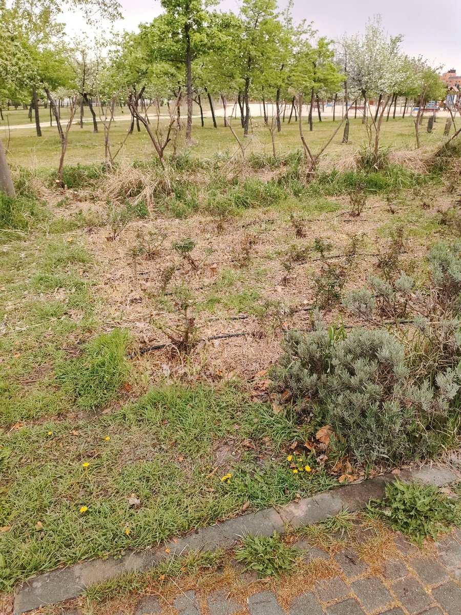Varios riegos estropeados en Senda del Mercado en Parque Forestal Valdebernardo <a href="/Lineamadrid/">Línea Madrid</a>