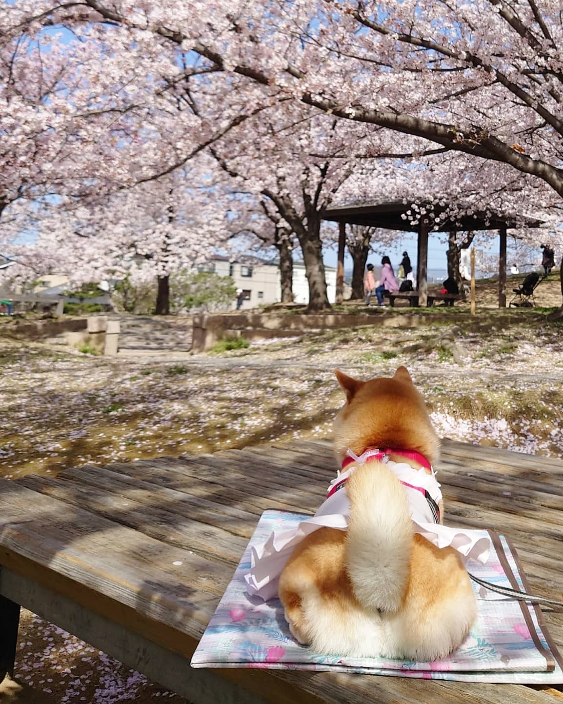 柴犬チャーミー on X: 