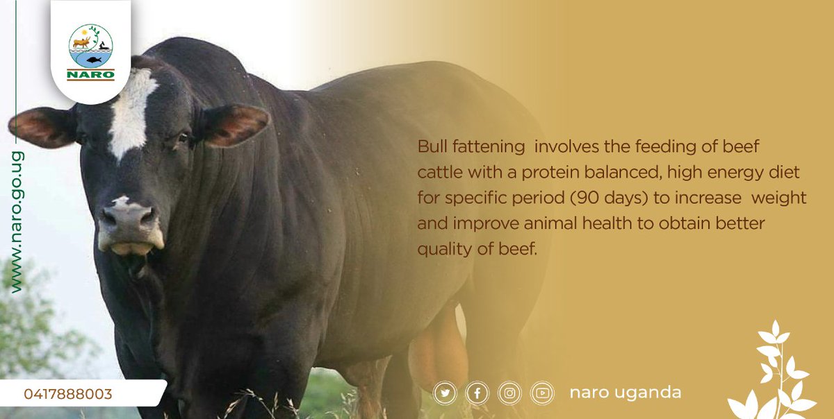 NARO Uganda tweet media