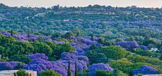 Jo'burg, AKA Jozi, is misunderstood and underappreciated. Best weather in the world; one of the few big cities in the world that's friendly and where it's normal for strangers to have fat chats; diverse and integrated; surprisingly pretty with the world's biggest manmade forest